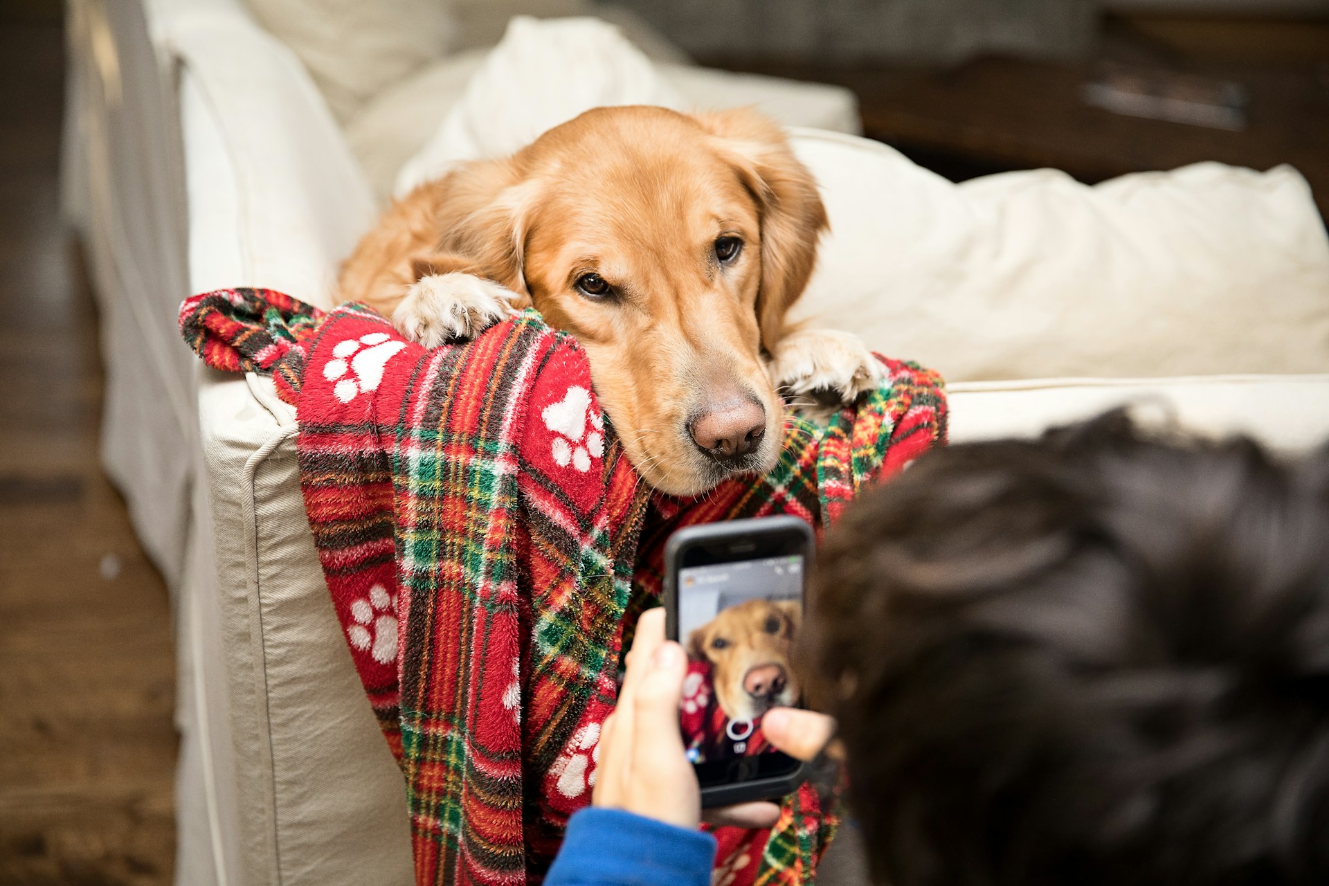 Votre mobile Samsung pourra détecter les maladies de votre chien grâce à l&rsquo;IA